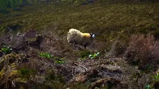 Scottish Blackface Sheep Grazing on the Moor | Calm Nature Footage