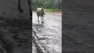 Rain vs Cow 🐄😱❤️#shorts #rainy #rainday #cows #viral #trending