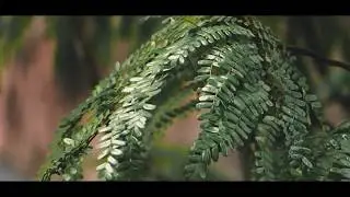 After Rain - Cinematic Slow motion Video -| monsoon cinematic video | nikon d7200 |lockdown monsoon