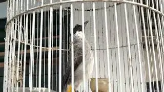 Suara gacor pikat baraba kutilang..