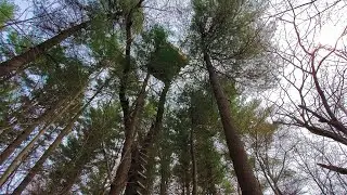 Did the treehouse upgrades survive the winter?