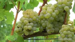 Weingut Flick Film 2019
