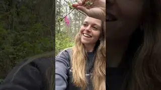 Wild berry harvest: Salmonberry 🌸!