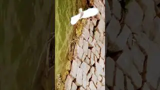 The Art of Avian Acceleration: Birds in Slow Motion