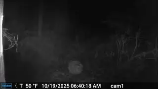 Orbs at the Redwood forest Bigfoot camera trap area