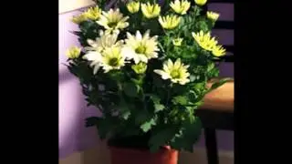 Kitchener Waterloo Flowers -- Free local delivery florist