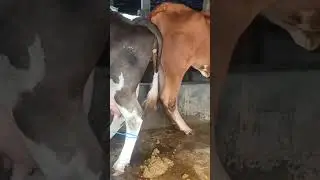 cara memerah sapi suka nylenthak nendang