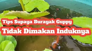Tips Supaya Burayak Guppy Tidak Dimakan Induknya  #Shorts