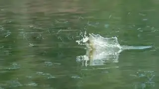 Trout Eating Dragonflies! (damselflies) Jumping into the Air!