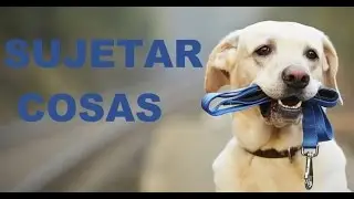 como ENSEÑAR a tu perro a SUJETAR