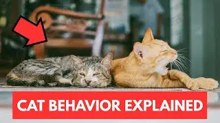 &ldquo;Cats Aren&rsquo;t Aloof&mdash;Here&rsquo;s What They&rsquo;re Really Doing&rdquo;