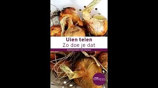 Stadstuinieren - Uien telen #moestuin