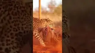 LEOPARD VS DOG: The Ultimate Survival Fight! 🐆🐕 | Real Wildlife Encounter
