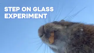 Mind-Blowing Experiment: Watch a Bunny Conquer the Glass Floor Challenge! 🐇✨