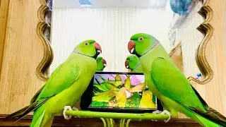 Non stopable talking parrot😱# Talking parrot video😱# Indian Ringneck parrot video #viralvideo #pets 