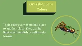 Grasshopper Facts for Kids