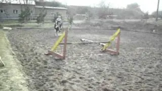 meine springkuh
