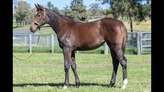 Lot 77 - Lean Mean Machine x Diamond Valley