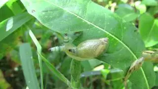 Leucochloridium paradoxum