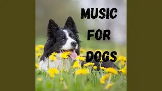 Calm Pets Music Academy