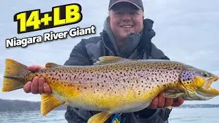 14 LB 10 OZ Brown Trout! Niagara River GIANT!