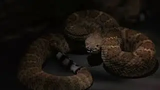 Steven Seagal playing with the snake