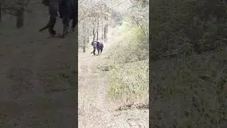 Attacking Elephant 🐘#dubare forest#Coorg#Kushalnagar#viral video YouTube shorts