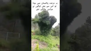 درخت رقصاں Dancing Tree