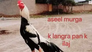 Aseel Chicken Lameness | Causes and Complete Treatment