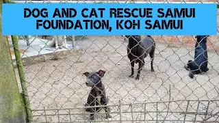 Dog and Cat Rescue Samui Foundation, Koh Samui