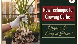 &ldquo;New Technique for Growing Garlic&mdash;Organic & Easy at Home!