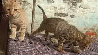 How do cats fight with each other? 