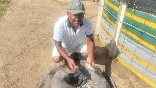 Tirando os alevinos para colocar no tanque escavado.