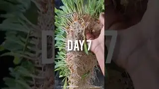 Hydroponic fodder grass for cattle dairy farm #hydroponics