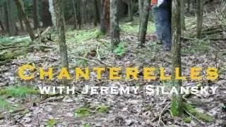 Tid Bit - Chanterelles