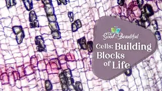 Cells: Building Blocks of Life | Kingdoms and Classification | The Good and the Beautiful
