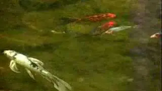Biological Strategies to Control Aquatic Plants