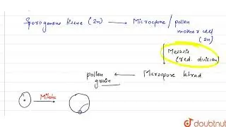 Arrange the following terms in the correct development sequence : Pollen grain, sporogenous tissue,