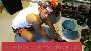 Reenvasar Muda de Carambola