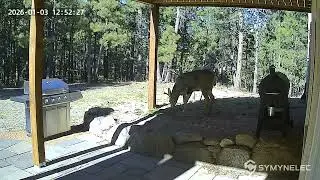 Two Bucks