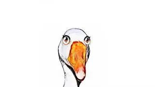 The Animal Sounds Goose Honking Sound Effect   Animation