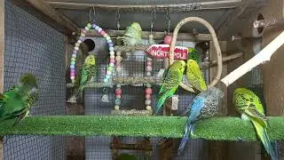 &ldquo;Budgie Morning Routine &ndash; Live from the Aviary 🕊️&rdquo;