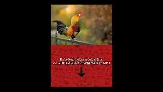 Sonido del canto del gallo - Rooster crowing sound