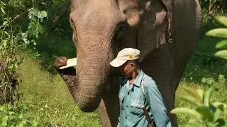 Researchers analyse DNA from dung to save Laos elephants