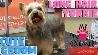 Yorkie Long Cute Haircut