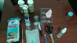 INFORME LABORATORIO MOSCAS DE LA FRUTA DROSOPHILA MELANOGASTER CIPA SIN JUAN