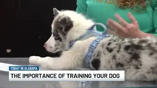 The importance of training your dog