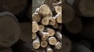 Навалено в ожидании Нового года! #лесозаготовка #снег #2026 #древесина