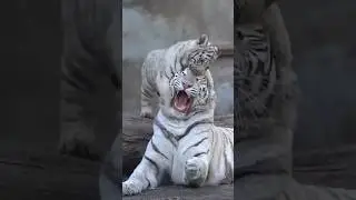 White Tiger Cubs are unique animals 