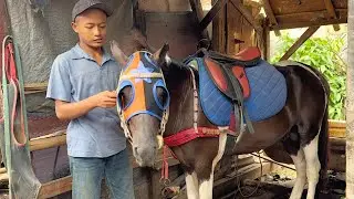 MELIHAT PERSIAPAN KUDA DELMAN DAN KUDA TUNGGANG SEBELUM KE PANGKALAN CNI - KUDA DELMAN - NAIK DELMAN